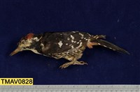 藏品(大赤啄木)的圖片